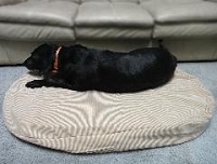 Rectangular Brown Stripe Pet Bed Cover